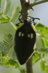 Sternocera orissa