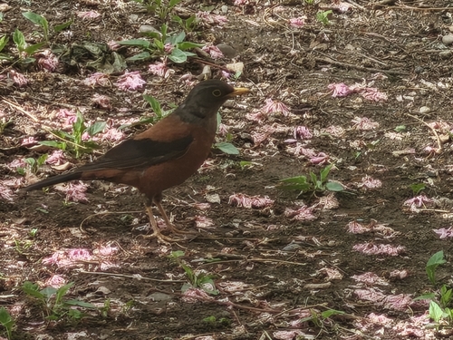Chestnut Thrush