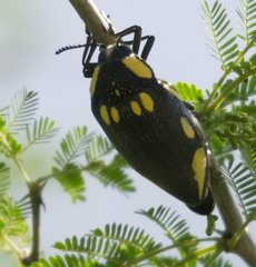 Sternocera orissa