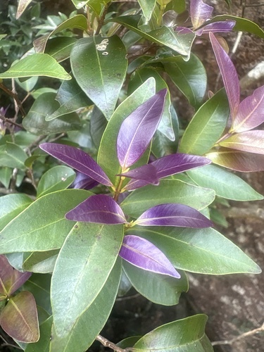 Syzygium championii observed 2026-04-26