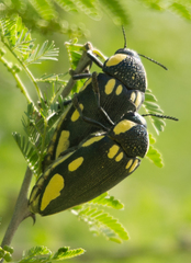 Giant Jewel Beetle - Photo (c) Robert Taylor, some rights reserved (CC BY), uploaded by Robert Taylor