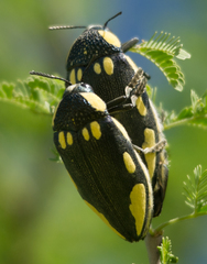 Sternocera orissa