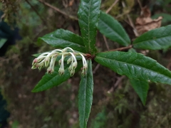 Vaccinium subdissitifolium