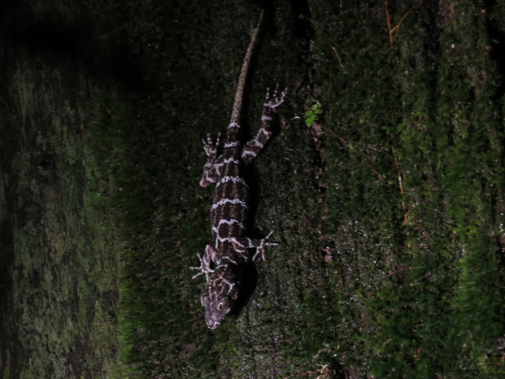 Borneo Bow-fingered Gecko