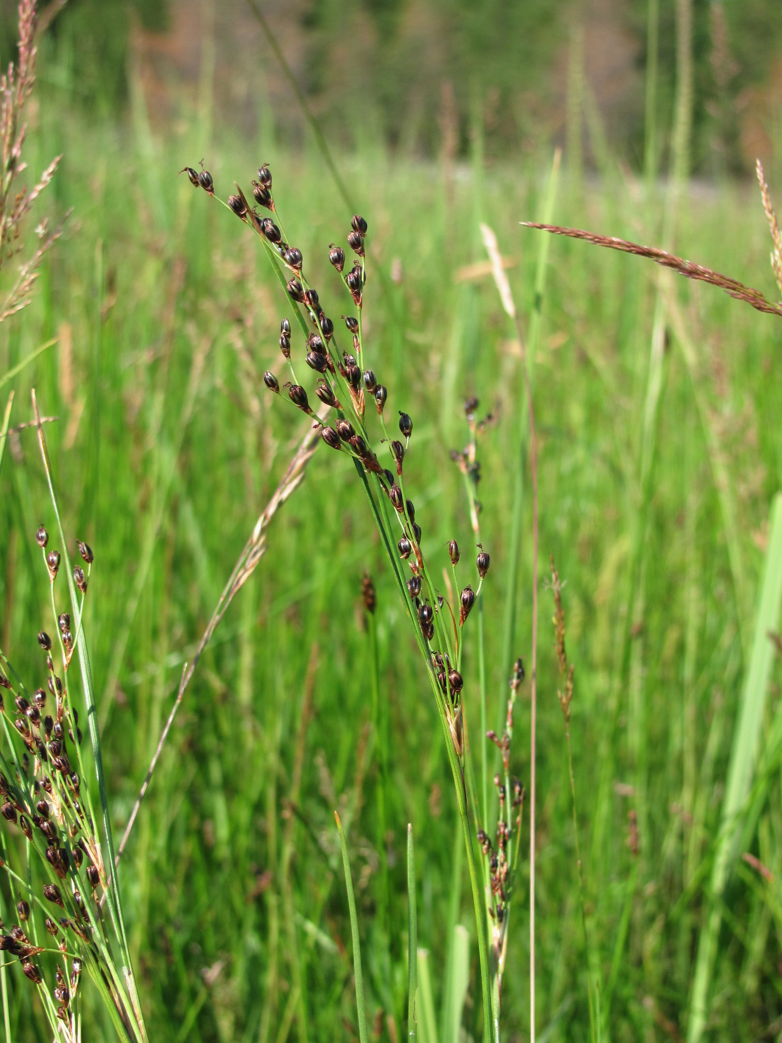Juncus gerardii