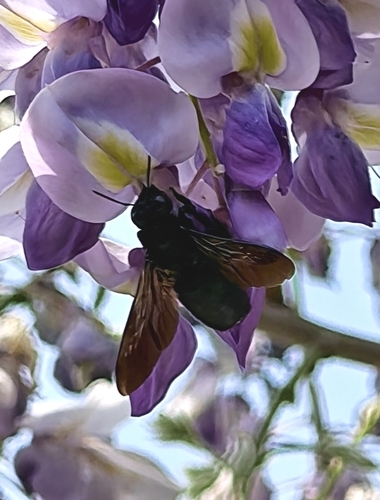 Bronze-winged Bamboo-Carpenter