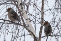 Coccothraustes coccothraustes