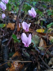 Cyclamen hederifolium