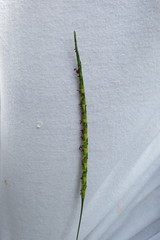 Rottboellia cochinchinensis