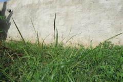 Rottboellia cochinchinensis