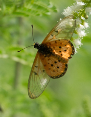 Acraea neobule