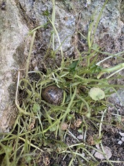 Cornu aspersum