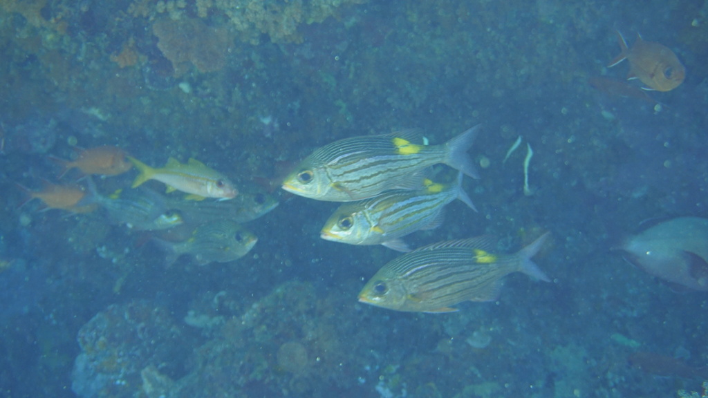 Glowspot Sea-bream (Gnathodentex aureolineatus)