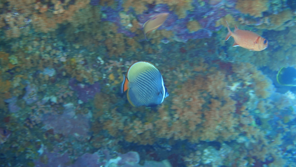Brown Butterflyfish (Chaetodon collare)