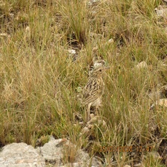 Anthus bogotensis