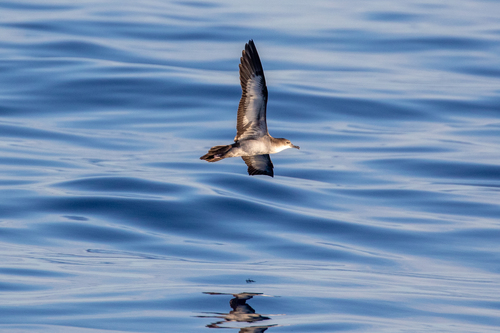 Puffinus observed 2026-04-23