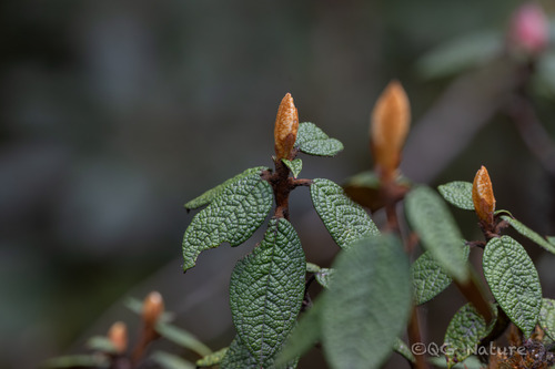 Rhododendron edgeworthii, photograph 6