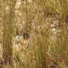 Anthus bogotensis