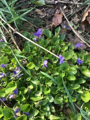 Viola