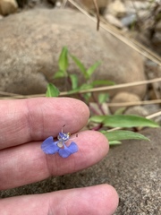 Commelina diffusa diffusa
