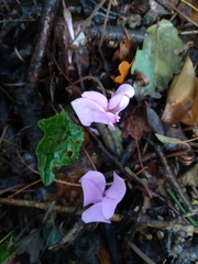 Cyclamen hederifolium
