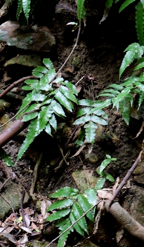 Bolbitis subcordata, photograph 1