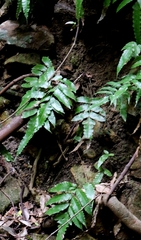Bolbitis subcordata