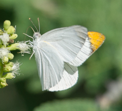 Teracolus agoye agoye