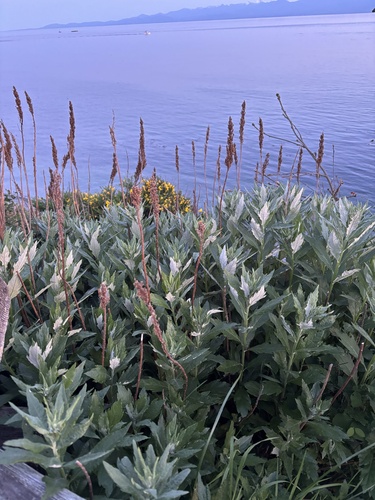 Artemisia suksdorfii, photograph 6