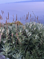 Artemisia suksdorfii, photograph (c) Abby Hyde, some rights reserved (CC BY)