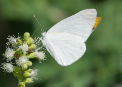 Teracolus agoye agoye