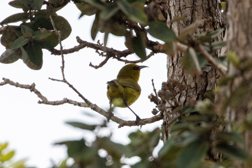 Chlorodrepanis virens observed 2026-04-24
