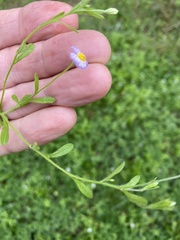 Chaetopappa asteroides