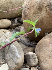 Commelina diffusa diffusa