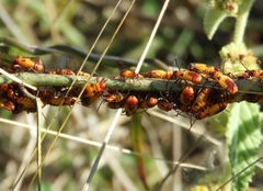 Oncopeltus guttaloides