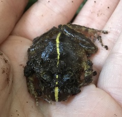 Eupsophus emiliopugini