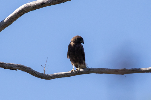 Buteo solitarius observed 2026-04-25