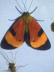 Extramilionia flaviventris