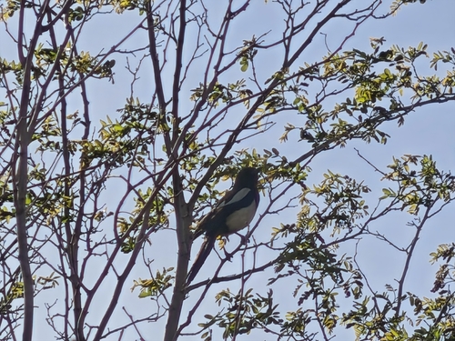 Oriental Magpie