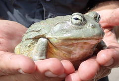 Pyxicephalus adspersus