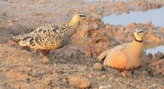 Pterocles gutturalis