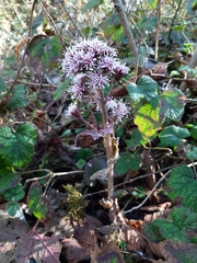 Petasites tricholobus