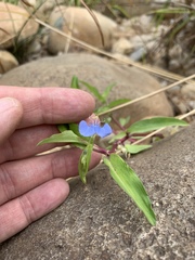 Commelina diffusa diffusa