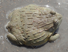 Pyxicephalus adspersus