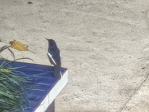 Oriental Magpie-Robin