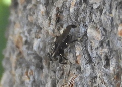 Ropalomeridae