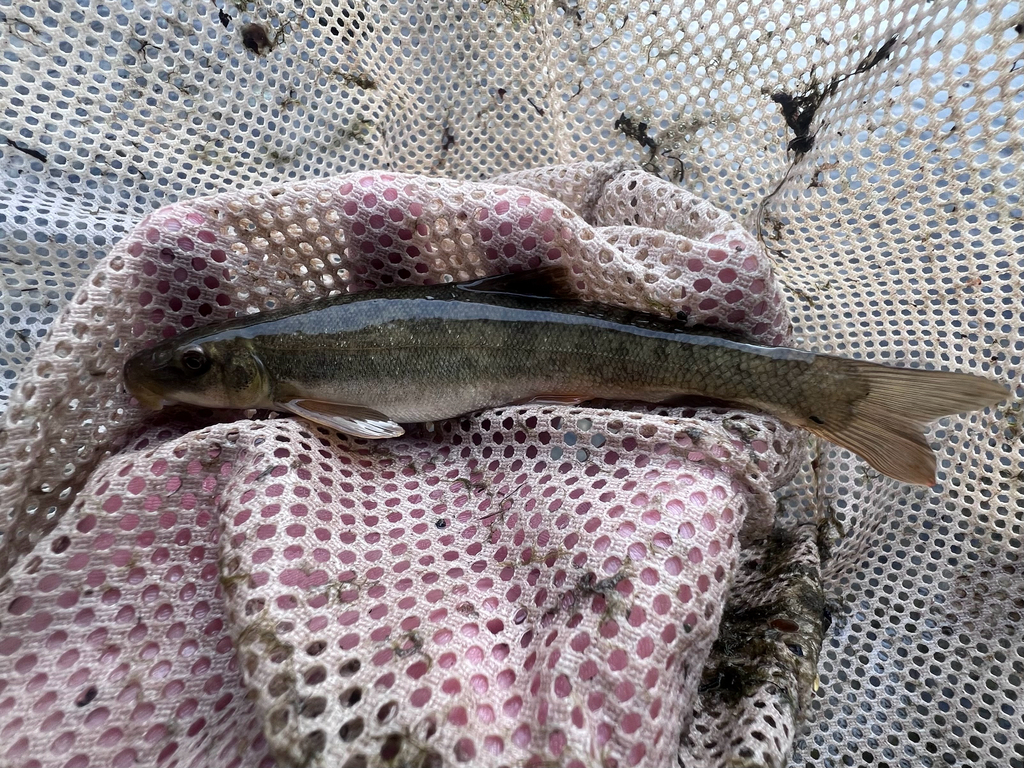 Jordan's sucker (Catostomus platyrhynchus) — Catostomidae