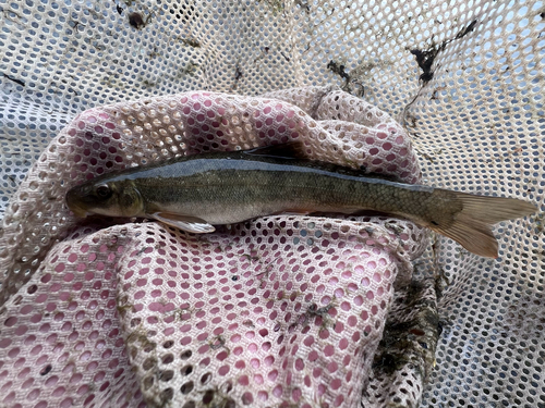 Jordan's sucker (Catostomus platyrhynchus) — Catostomidae