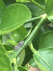 Megafreya sutrix