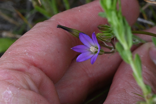 Brodiaea filifolia, photograph 2